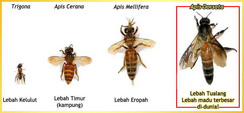 Jenis Lebah